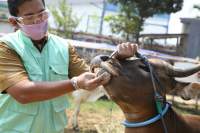 Jelang Idul Adha, Pemkot Cek Kesehatan Hewan Qurban