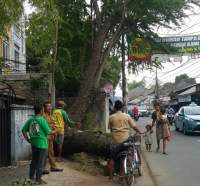 DLH Tangsel Ketar-Ketir, Banyak Pohon Berpotensi Roboh Saat Hujan