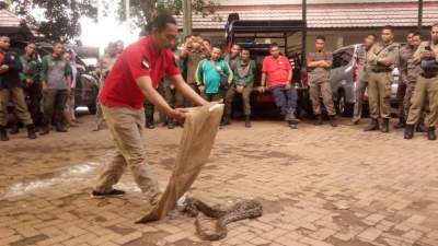 Satpol PP Tangsel Bekali Anggotanya Tehnik Penanganan Ular Berbisa