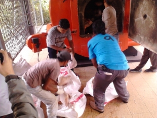 1,3 Ton Ayam Busuk Dimusnahkan