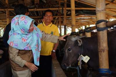 DKPPP Periksa Kesehatan Hewan Kurban