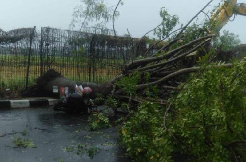 Hujan dan Angin Kencang, Pohon Tumbang Timpa Pengandara Motor di Pondok Cabe