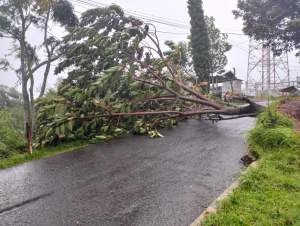 Digempur Hujan Angin, Pohon Bertumbangan di Wilayah Magetan