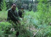 BNN Musnahkan Lahan Ganja dan Ganja Basah di Aceh Besar