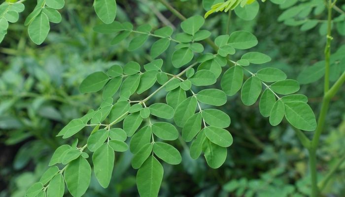 Manfaat Daun Kelor untuk Kesehatan Tubuh